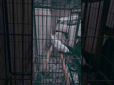 singing Kuku parrot dancing in cage#whatsappstatus #short #viral #parrot #parrottalking #whiteparrot