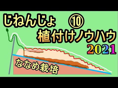 【楽々】波板で自然薯ななめ栽培⑩ 植え付け 新ノウハウ 2021 無農薬 半自給自足