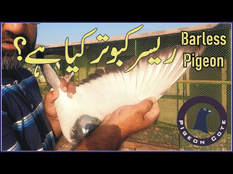 Blue Barless Racer Pigeon | Pigeon For Sale | waleed Alam | Pigeon Cote