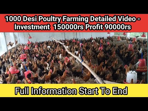 1000 Desi Chicks Poultry Farm Bussiness ||Investment Profit Marketing In 2024 #desipoultryfarming