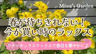 【ガーデニング🌻ラナンキュラスラックス】まるで花束！植えっぱなしでどんどん増える素敵な花＊春庭をおしゃれに