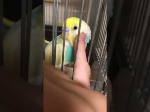 うちのインコはなでなでされるのが好きなんだよ。 #shorts #セキセイインコ #budgie #かわいい #すいちゃん