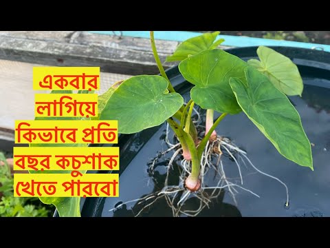 কচু চারা গুলো আগামী বছরে জন্য কিভাবে রক্ষা করলাম/ বছরের পর বছর একই গাছ থেকে কিভাবে কচুশাক খেতে পারবো