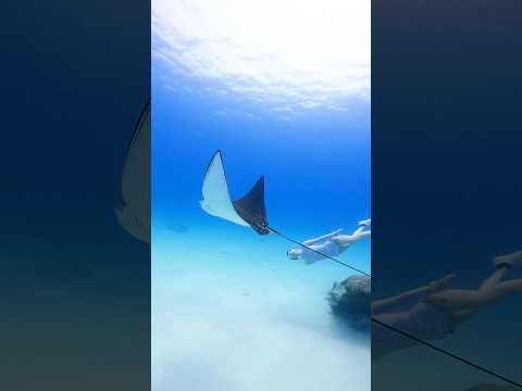 Underwater dating with a eagle ray. #eagleray #snorkeling #freediving #mermaid #shorts