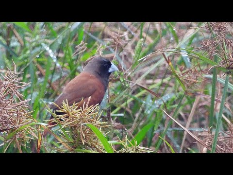 林邊鄉的黑頭文鳥Lonchura atricapilla （2024 12 27）