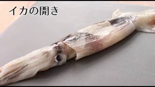 イカの開き方・簡単なさばき方（How to cut the squid）