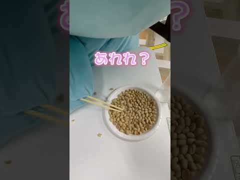 【大事故】箸で豆掴みできると思ったんです…【節分】