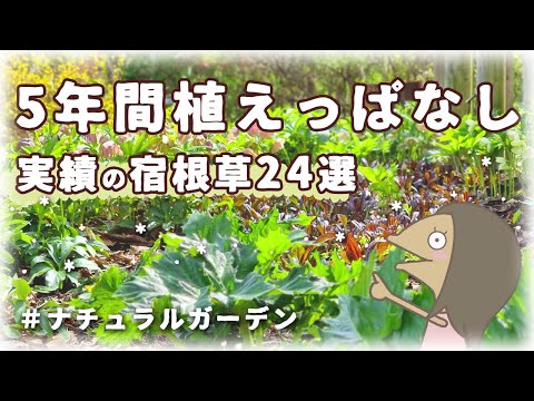 【参考書】ちょっと寒い八王子でも５年間育っている宿根草24選紹介