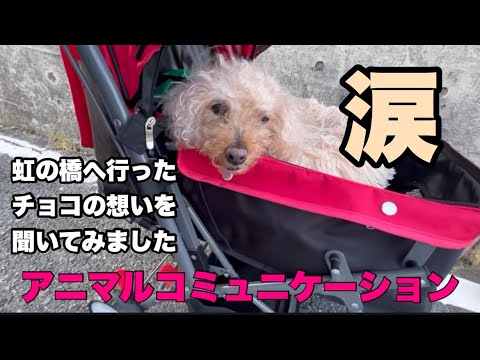 【アニマルコミュニケーション】動物と話せる人に、亡くなった愛犬の気持ちを聞いたら感動でした　ペットロスの方に見てほしい