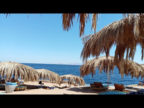 Шарм эль Шейх погода 15 марта отель Amphoras beach resort 5* Египет 2024