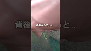 カマキリを捕獲！#カマキリ #昆虫採集 #shorts #Lead #praying mantis