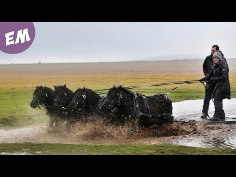 Shetland Stallions go sledging on Bodmin Moor!