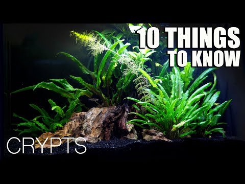 10 Things Everyone Should Know About Crypts!🌿