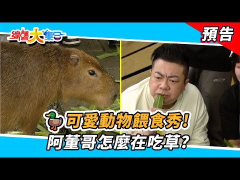 🦆可愛動物餵食秀！阿董哥怎麼在吃草？ 2024.11.10【綜藝大集合 本週亮點】      @FTV_Show