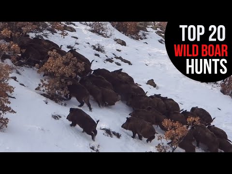 BEST WILD BOAR HUNTS IN WINTER, EN İYİ KIŞ DOMUZ AVLARI, CHASSE AU SANGLIER