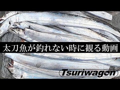 シーズン開幕！タチウオ入れ食い仕掛け大公開【太刀魚 釣り方】