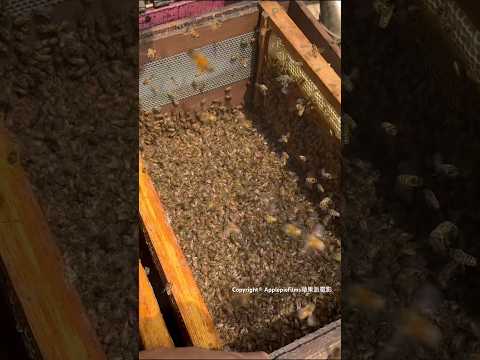 🍯 Fantastic Honey Harvest Skill 蜂蜜採收技巧 #honey #bee #shorts