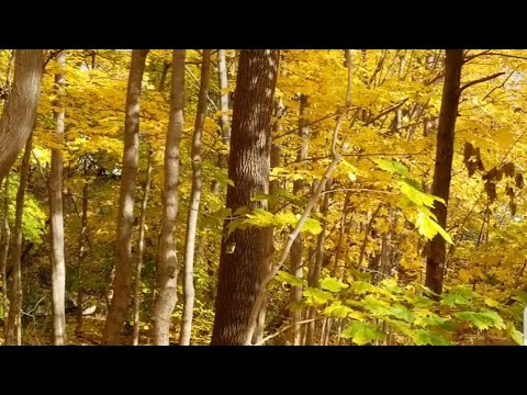 Falling Autumn Leaves - Lá Thu rơi.