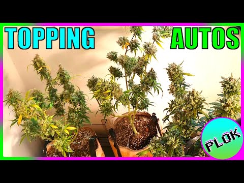 Can You Top Autoflowers? Lets Find Out! - AT Experiment Week 11: It's Finally Time to Harvest!