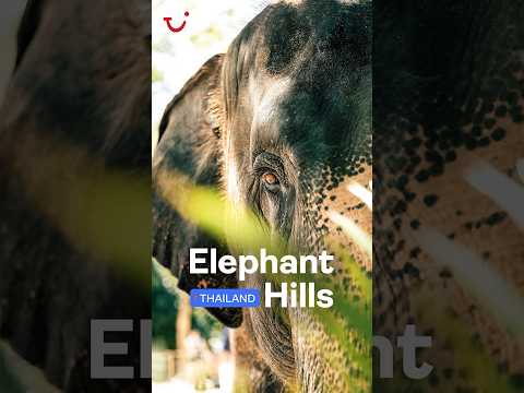 Hello, Elephant Hills | TUI  #travel #tuiholidays  #holiday #thailand #trending