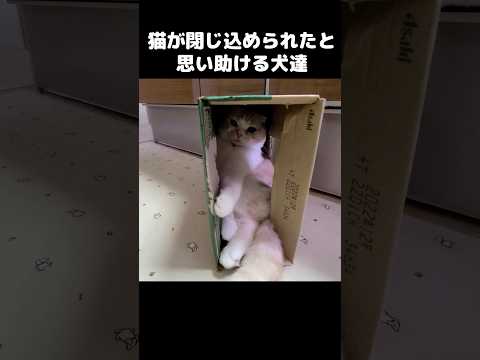 猫が閉じ込められたと思い助ける犬達がこちら...