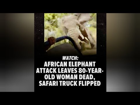 America: Video Shows Elephant Charging Truck During African Safari #safari #elephant