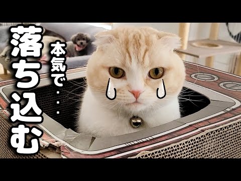 猫が本気で落ち込んでます...