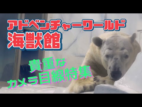 【カメラ目線】アドベンチャーワールド海獣館 白クマ引越し前の貴重映像 Adventure World “Sea Animal Museum” Polar Bear