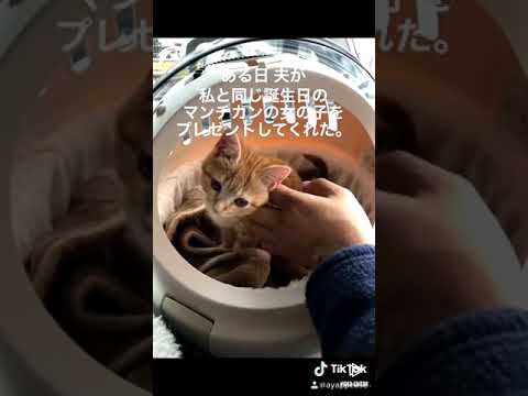 【ねこ動画】話題のおもしろねこ動画 5にゃんずのお話