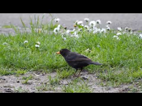 footage: Amsel, Schwarzdrossel (Turdus merula), blackbird