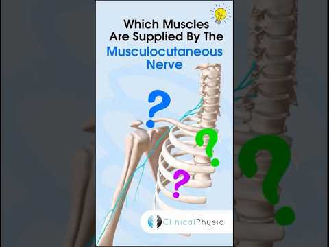 Musculocutaneous Nerve Supply #physiotherapy #physicaltherapy #musculocutaneousnerve #anatomy