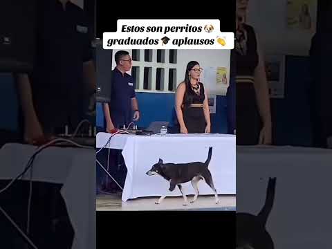 Mira lo que hacen estos perritos #humor