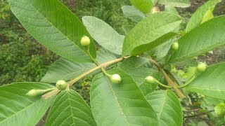 After the flowering of guava, pruning and pruning leaves