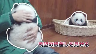 「私も子パンダでしょう…どうして飼育員さんが抱っこしてくれなかったの？🥺」| iPanda パンダ楽園 #shorts