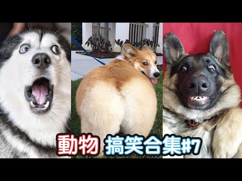 🤣2022最搞笑的寵物影片🐱🐶笑到噴飯#7/Funny Animals Video/貓/狗/cat/dog/pet/