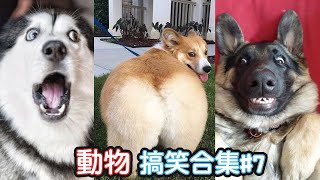 🤣2022最搞笑的寵物影片🐱🐶笑到噴飯#7/Funny Animals Video/貓/狗/cat/dog/pet/