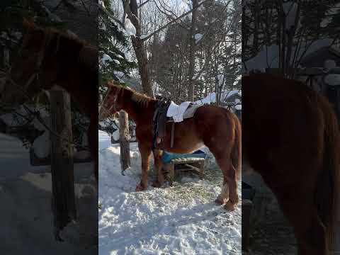 お馬さん〜#travel #beautiful #japantravel #horse #旅行 #馬 #北海道 #hokkaido @junn2022