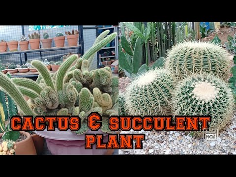 #Cactus & Succulent plants