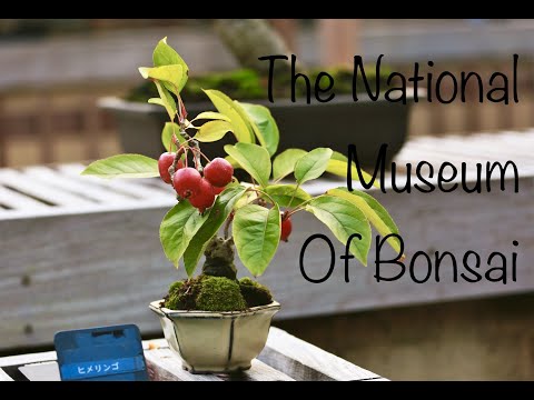 Bonsai, The National Museum at Showa kinen Park - 2021 November