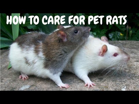 How To Care For Pet Rats