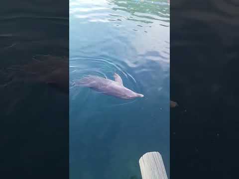 dolphins Bahamas #dolphin #Bahamas #shorts