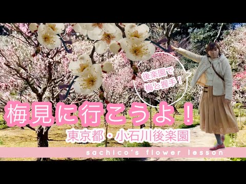 『後楽園に梅見に行こうよ！』東京都小石川後楽園 // Japanese apricot // Japanese plum