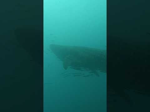 Huge Whale Shark in the murky water #shark #ocean #deep