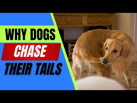 Why Do Dogs Chase Their Tails?