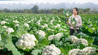 Harvesting Cauliflower Goes To Countryside Market Sell - Raise many chickens on the farm