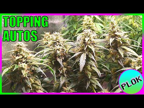 Autoflowers Topped TWICE & SCROG Trained! - Auto Flower Experiment 2.0: Big Dense Buds!