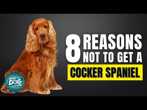 8 Reasons Why You Should Not Get a Cocker Spaniel