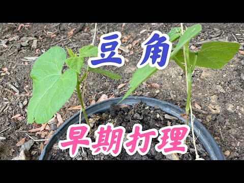 豆角种植早期管理,  豆角拉秧搭架子 #豆角家庭有机种植