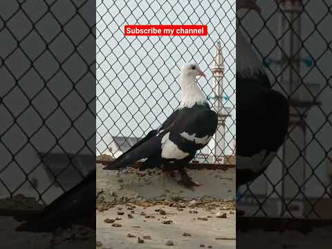 karbali kabootar #beautiful #pigeon #kabootar #whitepigeon #beautiful #shorts #youtubeshorts