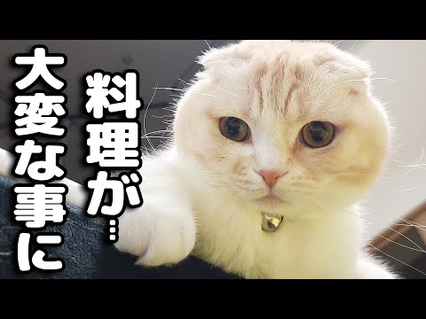 猫と一緒におせち料理を作ってたら大変なことに...